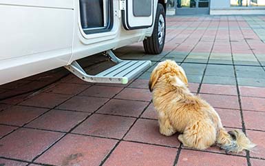 Pet Friendly RV Parks and Campgrounds in Las Vegas