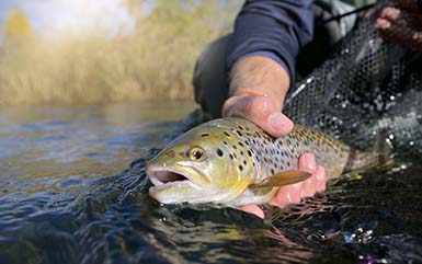 Floyd Lamb Park Fishing Guide (Las Vegas)