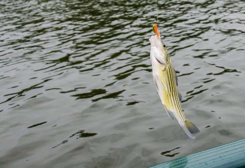 Striped Bass caught near Las Vegas.